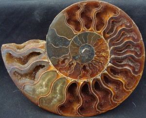 nautilusFossil
