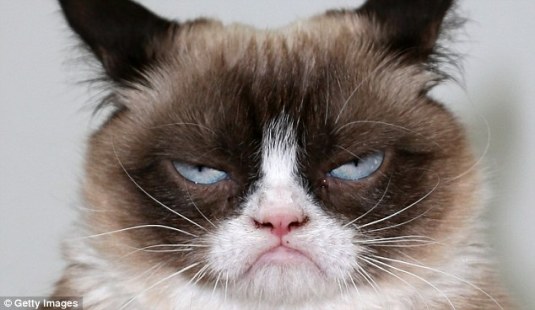 grumpycat